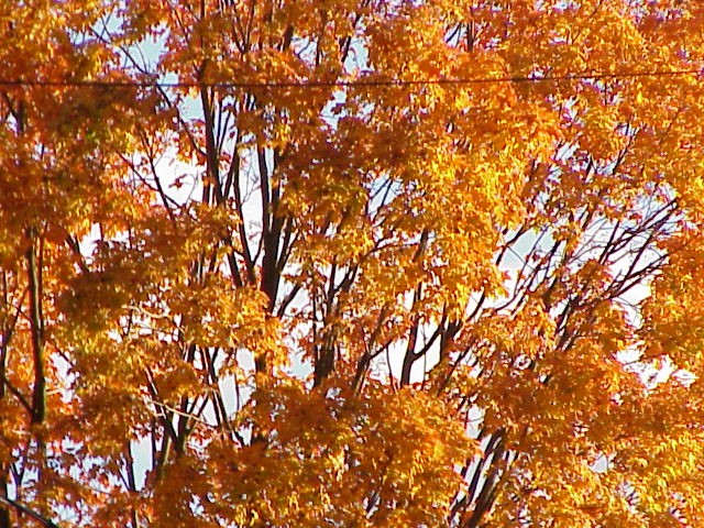 photo of tree in fall