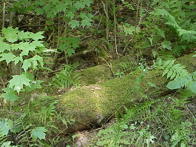 photo of moss on a log