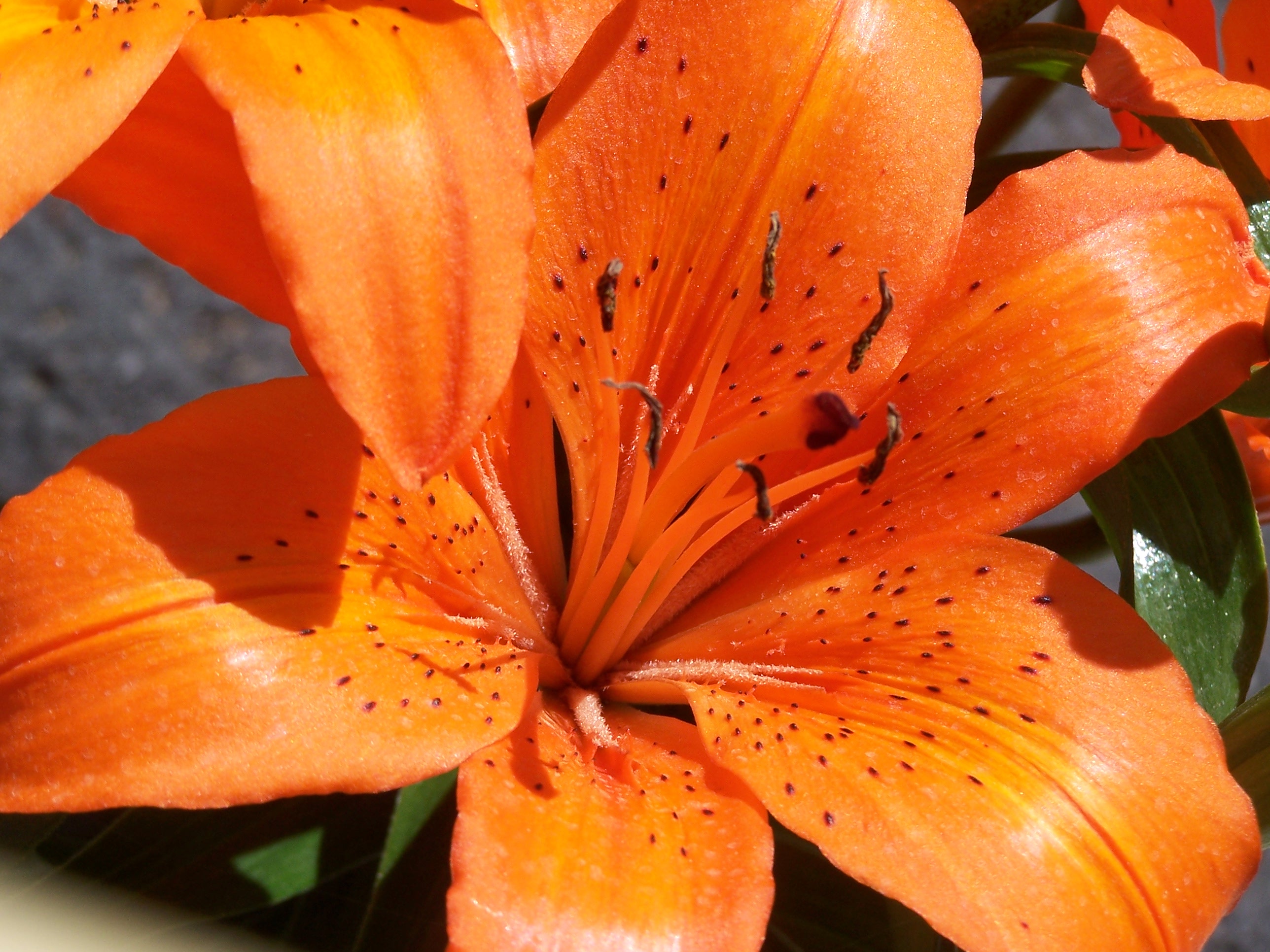 photo of day lily