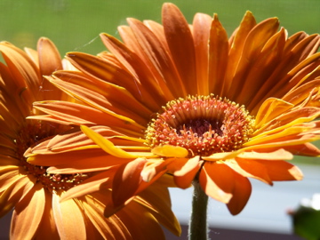 photo of orange flower