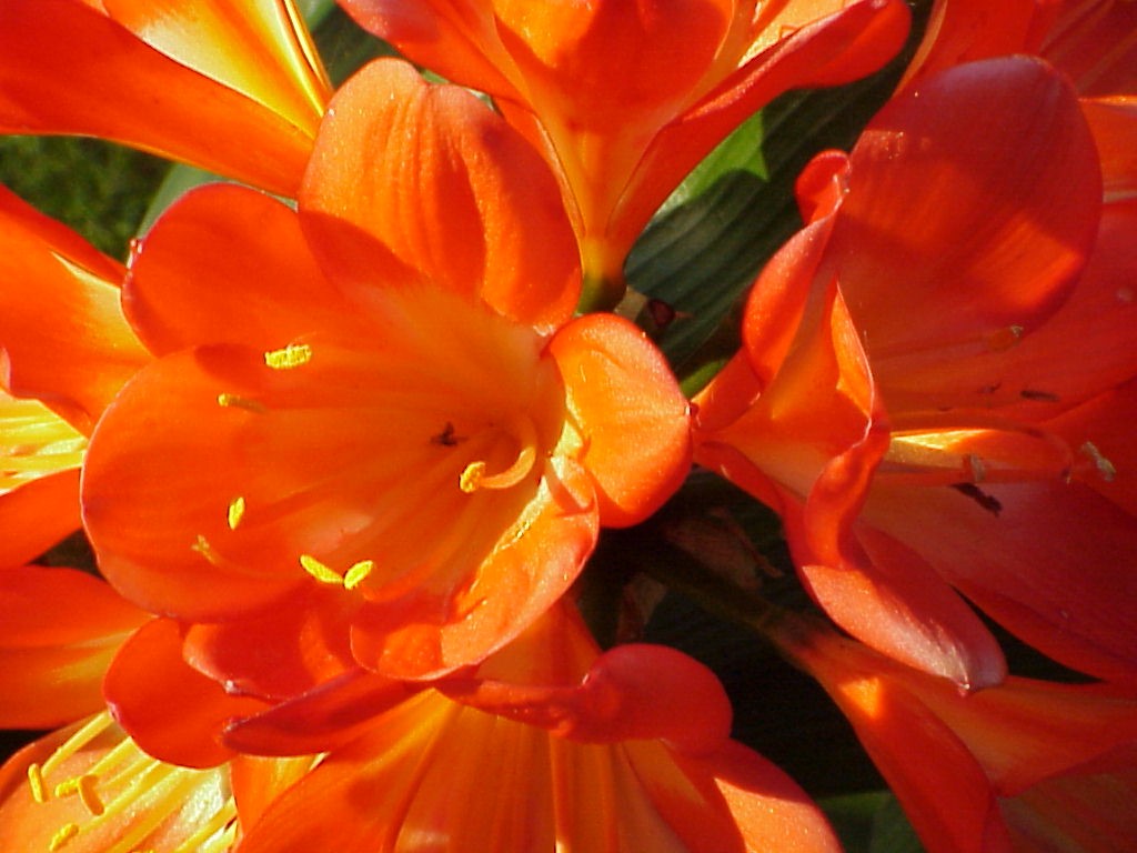 Photo of orange lily